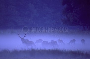 Red deer and hinds in the evening mist France