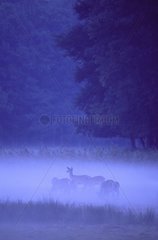 Herd of hinds in the evening mist Ardennes France