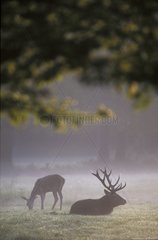 Red deer lying and hind in the morning mist France