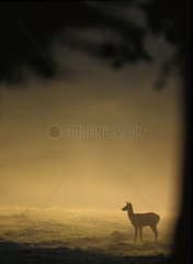 Young red deer in a broke meadow at dawn France