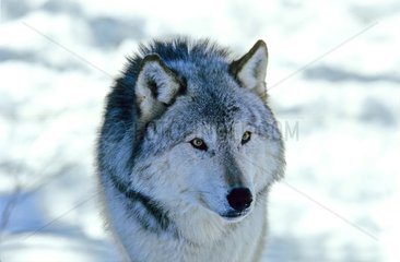 Gros plan d'un Loup commun dans la neige Canada