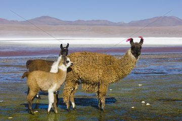 Llamas at Laguna Colorada on the Altiplano Bolivia