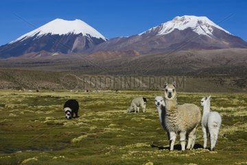 Llamas on meadow at Altiplano Bolivia
