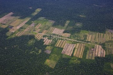 Aerial view of fields in the midst of Amazonian rainforest