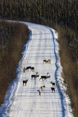Caribous crossing Dempster Highway during hunting season