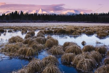 Grass in frozen lake at late fall at dawn Yukon Canada
