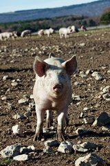 Breeding Pigs in Freedom in the Ventoux France