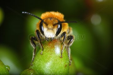 Close-up of head of a Mason Bee