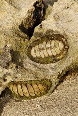 Chitons at low tide on a beach-rock New Caledonia