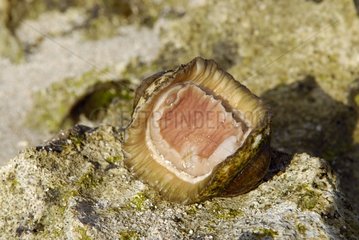 Foot on Chiton at low tide New Caledonia