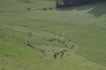 Dairy cows grazing on their meadow in the Vercors France