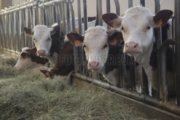 Young Heifers in stable France