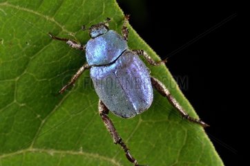 Blue Beetle on a leaf - France
