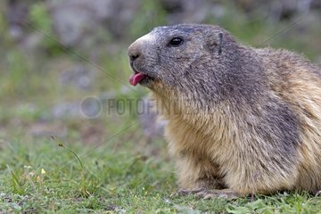 Alpine Marmot his tongue - Alpes France