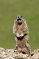 Alpine Marmot crying on a rock - Alpes France