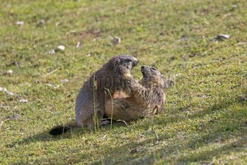 Alpine Marmots playing in grass - Alpes France