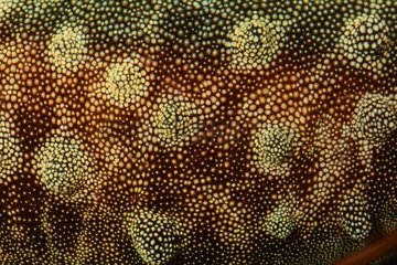 Taupe Cowrie on reef - Tahiti French Polynesia