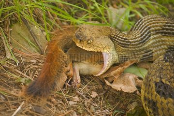 Timber Rattlesnake eating a Red squirrel USA