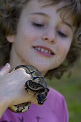 Boy holding a captive Ball Python
