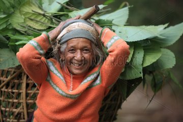 Woman carrying a basket of foliage Pokhara Nepal