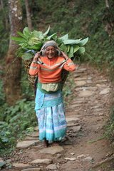 Woman carrying a basket of foliage Pokhara Nepal