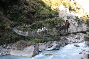Caravans of donkeys on a suspension bridge Tal Nepal