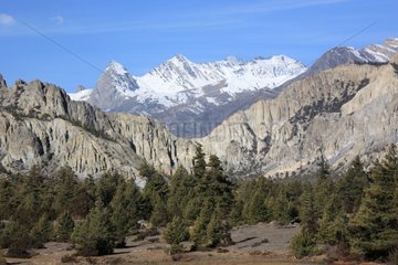 Conifers and snowcapped Chulu Himalayas Nepal