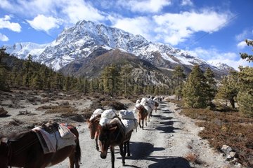 Caravans of donkeys and snowcapped Humde Nepal