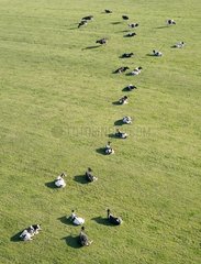 Holstein herd of cows lying in the grass France