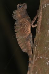 Giant forest Dragon hiding immobile on tree trunk Sumatra