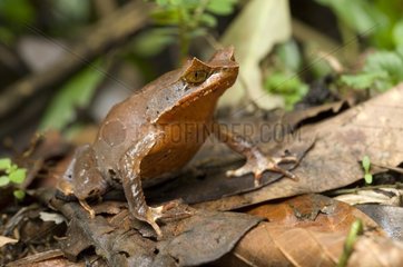 Javan horned frog standing on dead leaves Halimun NP Java