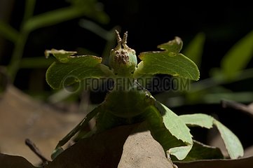 Leaf insect female in mimicry position West Java