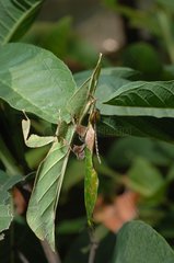 Leaf insect with male during fertilization West Java