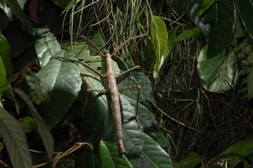 Stick insect hanging from leaves to avoid predators Java