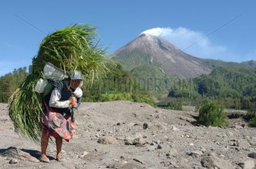 Old Woman carrying firewood in front of Merapi volvano Java