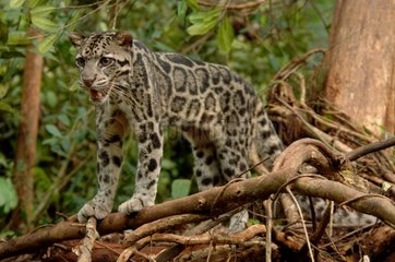 Sunda Clouded Leopard peat swamp forest Central Borneo