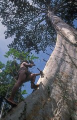 Climbing king tree for bees nests Bukit Duabelas NP Sumatra