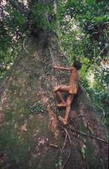 Boy climbing tree in forest in the Bukit Duabelas NP Sumatra