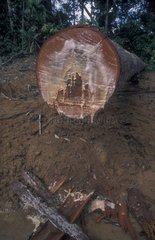 Felled tree with resin dropping an illegal logging Sumatra