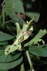 Leaf insect female with male on top of her during mating