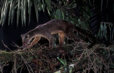 Sulawesi Palm Civet in the Lore Lindu NP Sulawesi