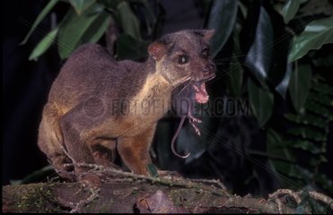 Sulawesi Palm Civet Eating white tail rat Lore Lindu NP