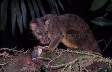Sulawesi Palm Civet eating white tail rat Lore Lindu NP