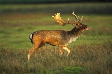 Fallow Deer male in rut on Lek United Kingdom