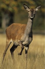 Red Deer Female United Kingdom