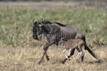 White-bearded Wildebeasts running with its young Masaï Mara