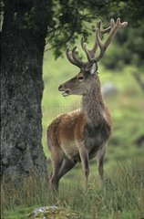 Red Deer Stag Schottland GroÃŸbritannien
