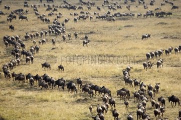 White-bearded wildebeasts migrating Masai Mara Kenya