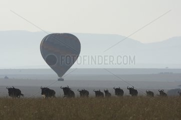 White-bearded Wildbeast migration and air-balloon Masaï Mara