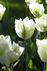 Tulipe viridiflora 'Spring green'